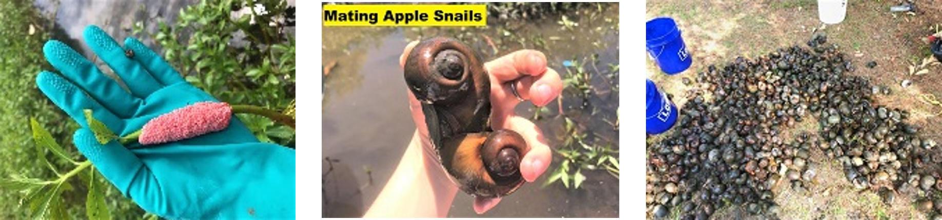 Apple Snails 1
