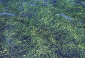 Seagrass pic